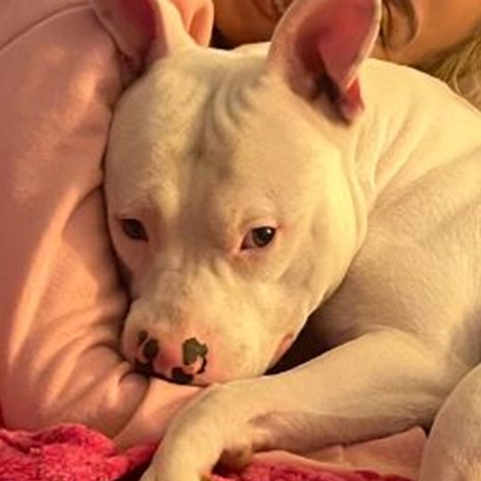  Buster staffy lost on 5 nov